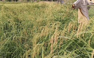 Cultivating Prosperity: Multiplying Organic Rice Seeds and Integrated Fish Farming